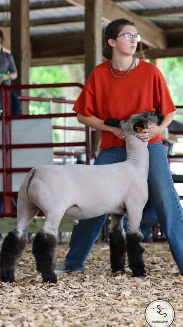 Young exhibitor bracing lamb