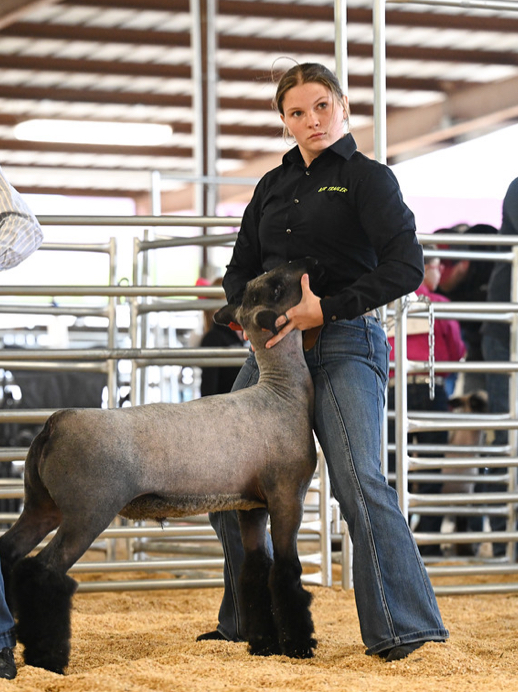 Exhibitor setting lamb's leg in the ring